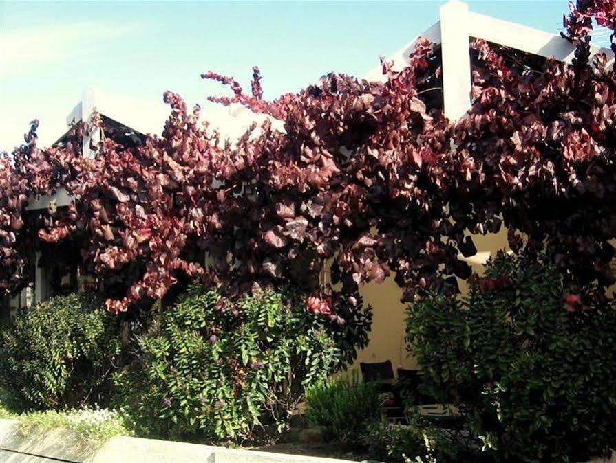 מקלארן וואלה Bellevue Bed & Breakfast מראה חיצוני תמונה